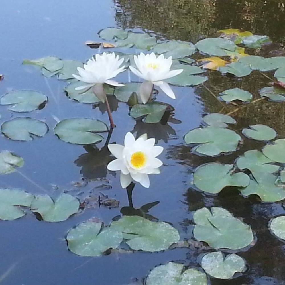 Meet your Posher, Vessela